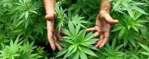 Erba - Cannabis legale